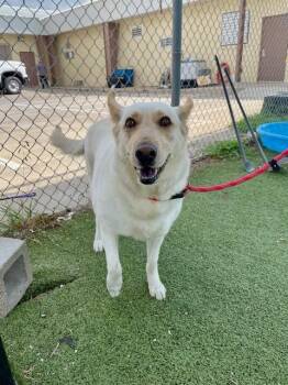 Siberian Husky and German Shepherd Dog Dogs Available for Adoption in Pasadena, Texas - BEANS | PetCurious