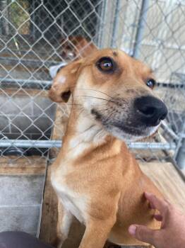 Rescue Mixed Breed Dogs for Adoption in Lakeland, Georgia - Autumn | PetCurious