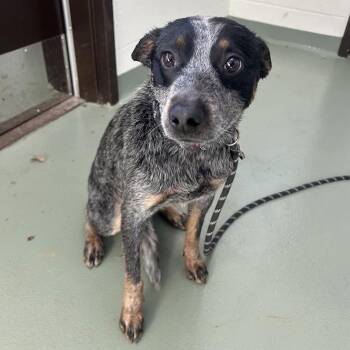 Riley Green -  Australian Cattle Dog Blue Heeler Dog for Adoption in Lyndhurst, Virginia - Riley Green | PetCurious