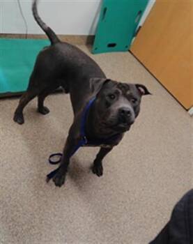 MUSHU -  Pit Bull Terrier and Mixed Breed Dog for Adoption in Albuquerque, New Mexico - MUSHU | PetCurious