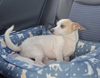 Trevor -  Dachshund and Mixed Breed Dog for Adoption in Bonifay, Florida - Trevor | PetCurious