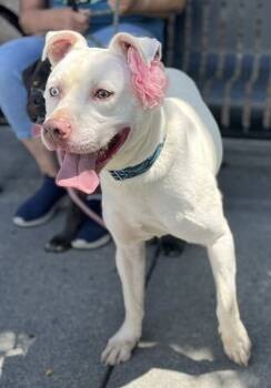 Rescue Pit Bull Terrier and Husky Dogs for Adoption in Acworth, Georgia - Diamond | PetCurious