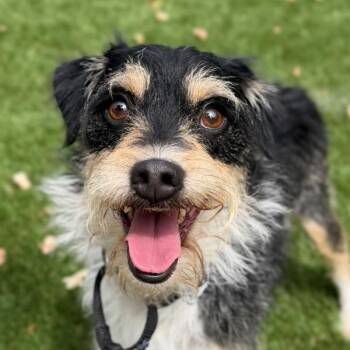 West -  Terrier Dog for Adoption in Walnut Creek, California - West | PetCurious