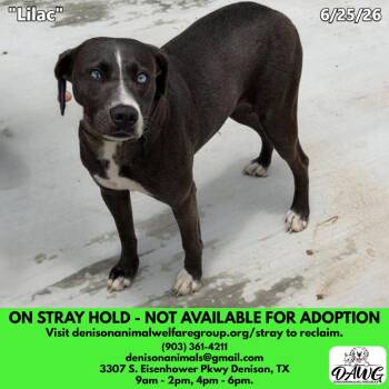 Lilac -  Mixed Breed Dog for Adoption in Denison, Texas - Lilac | PetCurious