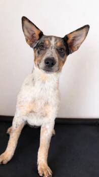 Cattle Dog and Labrador Retriever Dogs Available for Adoption - Brooklyn White | PetCurious