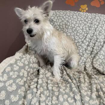 Rescue West Highland White Terrier Westie and Cairn Terrier Dogs for Adoption in Lisbon, Ohio - Clove | PetCurious