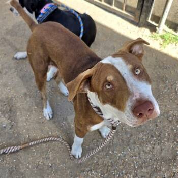 Rescue Pit Bull Terrier and Mixed Breed Dogs for Adoption in Long Beach, California - CHEETO | PetCurious