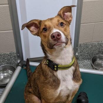 Mixed Breed Dogs Available for Adoption in Hopkinton, Massachusetts - Ollie | PetCurious
