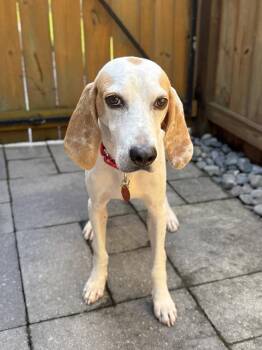 Trigger -  Treeing Walker Coonhound and Hound Dog for Adoption in Charleston, South Carolina - Trigger | PetCurious