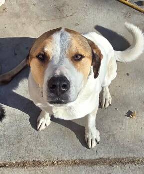 Mixed Breed Dogs Available for Adoption in Heber City, Utah - George | PetCurious