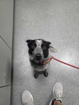 Bram -  Mixed Breed Dog for Adoption in Sevierville, Tennessee - Bram | PetCurious