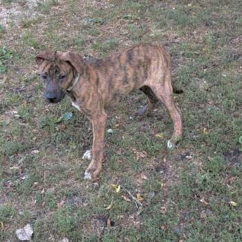 Link D70886 -  Pit Bull Terrier and German Shepherd Dog Dog for Adoption in Minnetonka, Minnesota - Link D70886 | PetCurious