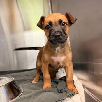 Koi -  Black Mouth Cur and Mixed Breed Dog for Adoption in Buffalo, Minnesota - Koi | PetCurious