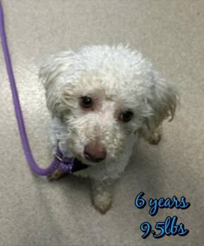 BENNY -  Mixed Breed Dog for Adoption in Holbrook, New York - BENNY | PetCurious