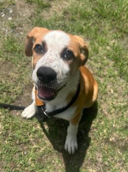 Terrier Dogs Available for Adoption in Benton, Arkansas - Chilly | PetCurious