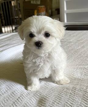 Cotton -  Mal Shi Dog for Sale in Sylva, North Carolina - Cotton | PetCurious