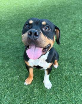 Belmont --Courtesy Post. Out of town pet. See below for details- -  Pit Bull Terrier and Rottweiler Dog for Adoption in Eagle, Idaho - Belmont --Courtesy Post. Out Of Town Pet. See Below For Details- | PetCurious