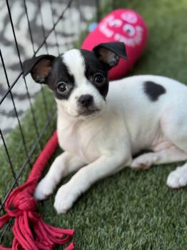 Rescue Chihuahua and Mixed Breed Dogs for Adoption in Redmond, Washington - Geoffrey Chaucer | PetCurious