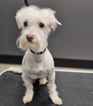 Rescue Maltese and Mixed Breed Dogs for Adoption in West Chester, Pennsylvania - Dior | PetCurious