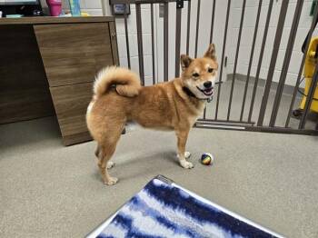 GOKU -  Shiba Inu Dog for Adoption in Omaha, Nebraska - GOKU | PetCurious
