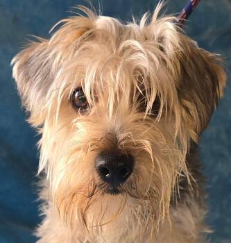 Copper -  Yorkshire Terrier Dog for Adoption in Newport, Tennessee - Copper | PetCurious