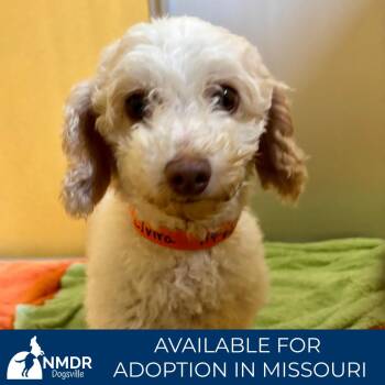 Elvira - Missouri (AG26-125) -  Miniature Poodle Dog for Adoption in Peyton, Colorado - Elvira - Missouri (AG26-125) | PetCurious