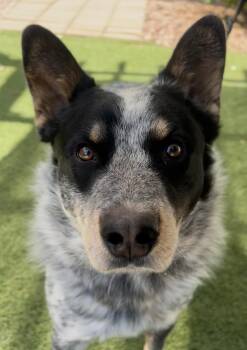 Ace -  Australian Cattle Dog Blue Heeler Dog for Adoption in Payson, Arizona - Ace | PetCurious
