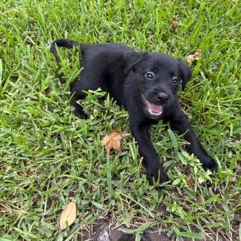 Sky -  Black Labrador Retriever and German Shepherd Dog Dog for Adoption in Humble, Texas - Sky | PetCurious