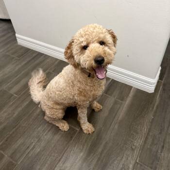 Goldendoodle Dogs Available for Adoption in Harlingen, Texas - Mila | PetCurious