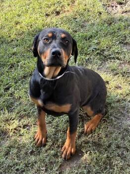 BREE -  Rottweiler Dog for Adoption in Riverside, California - BREE | PetCurious
