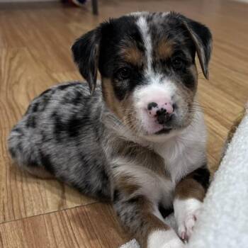 Sutton 22712 -  Australian Shepherd and Mixed Breed Dog for Adoption in Cumming, Georgia - Sutton 22712 | PetCurious