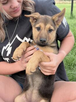 Acadia -  German Shepherd Dog Dog for Adoption in Midway, Utah - Acadia | PetCurious
