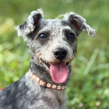 PePe -  Schnauzer and Mixed Breed Dog for Adoption in Greenfield, Indiana - PePe | PetCurious