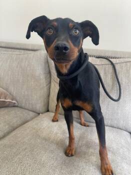 Miniature Pinscher Dogs Available for Adoption in Thousand Oaks, California - Grant | PetCurious