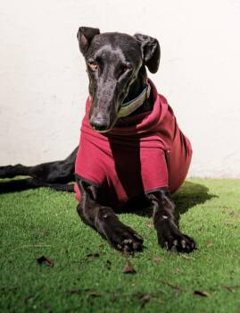 Galgo Spanish Greyhound Dogs Available for Adoption in Winter Park, Florida - Guindillo | PetCurious