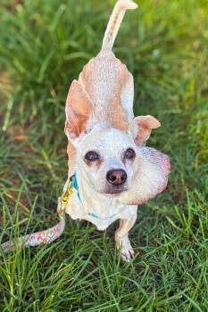 Porky -  Mixed Breed Dog for Adoption in Cincinnati, Ohio - Porky | PetCurious