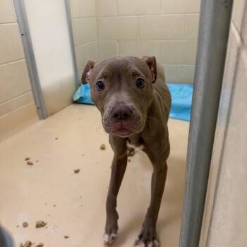 Mixed Breed Dogs Available for Adoption in Winston-salem, North Carolina - Muffler | PetCurious