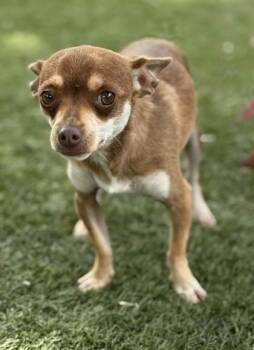 Barkley -  Chihuahua Dog for Adoption in Red Bluff, California - Barkley | PetCurious