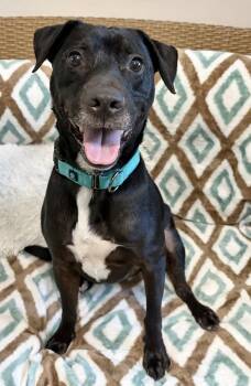 Lincoln -  Mixed Breed Dog for Adoption in Key West, Florida - Lincoln | PetCurious