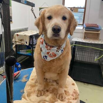 Odie -  Golden Retriever Dog for Adoption in Ferndale, Michigan - Odie | PetCurious