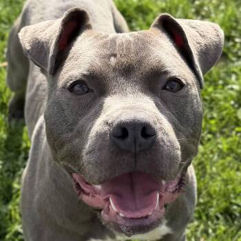 Pit Bull Terrier Dogs Available for Adoption in Jefferson, Wisconsin - Sahara | PetCurious