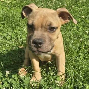 Saturn -  American Bulldog Dog for Adoption in Dayton, Ohio - Saturn | PetCurious