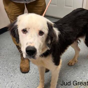 FOSTER NEEDED - Jud -  Great Pyrenees and Mixed Breed Dog for Adoption - FOSTER NEEDED - Jud | PetCurious