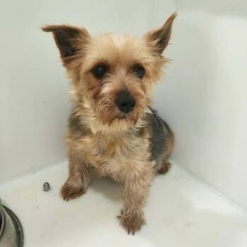 Jellybean -  Yorkshire Terrier Dog for Adoption in Jackson, Missouri - Jellybean | PetCurious