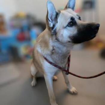 Duke -  Mixed Breed Dog for Adoption in Spokane, Washington - Duke | PetCurious