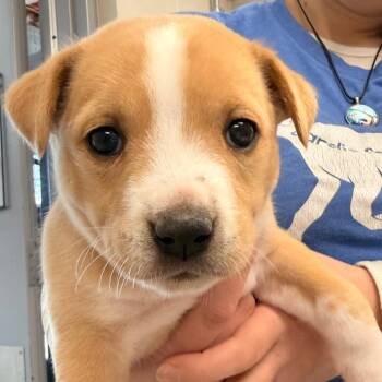 Husky Dogs Available for Adoption in Evansville, Indiana - Camellia | PetCurious