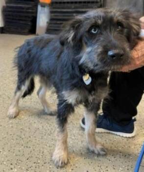 Raven -  Schnauzer and Poodle Dog for Adoption in Thompson Falls, Montana - Raven | PetCurious