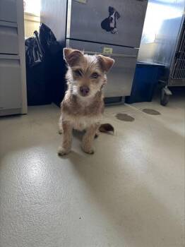 Terrier and Mixed Breed Dogs Available for Adoption - STRAWBERRY* | PetCurious