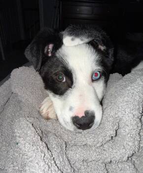 Border Collie and Australian Shepherd Dogs Available for Adoption - Mac | PetCurious