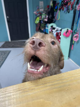 Rescue German Wirehaired Pointer and Mixed Breed Dogs for Adoption in Chattanooga, Tennessee - Tully | PetCurious